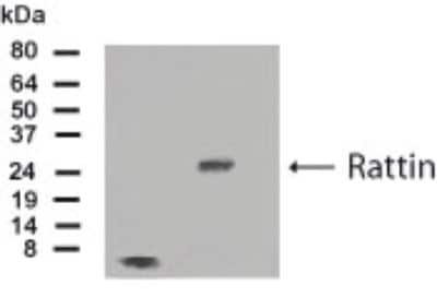 Western Blot: Rattin AntibodyBSA Free [NB300-246]