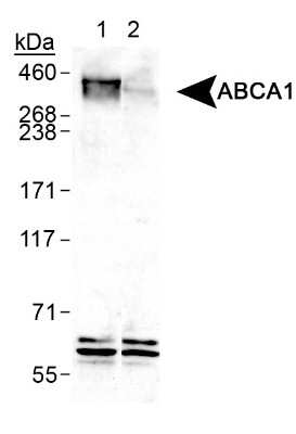 Western Blot: Raw 264.7 Whole Cell Lysate [NBP1-30157]