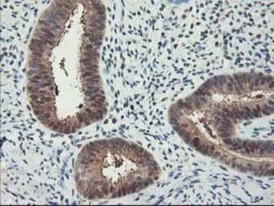 Immunohistochemistry-Paraffin: RbAp46 Antibody (OTI5A4) [NBP2-01308]
