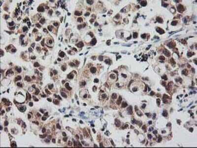 Immunohistochemistry: RbAp46 Antibody (OTI5A4) - Azide and BSA Free [NBP2-73822]