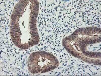 Immunohistochemistry: RbAp46 Antibody (OTI5A4) - Azide and BSA Free [NBP2-73822]