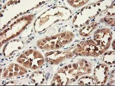 Immunohistochemistry: RbAp46 Antibody (OTI5A4) - Azide and BSA Free [NBP2-73822]