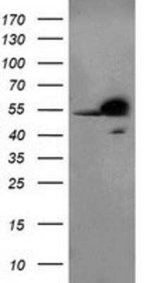 Western Blot: RbAp46 Antibody (OTI5A4)Azide and BSA Free [NBP2-73822]