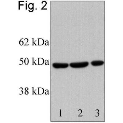 Western Blot: RbAp46 Antibody [NB120-3535]