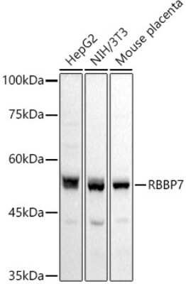 Western Blot: RbAp46 AntibodyAzide and BSA Free [NBP2-94894]