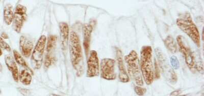 Immunohistochemistry-Paraffin: RbBP5 Antibody [NB600-252]