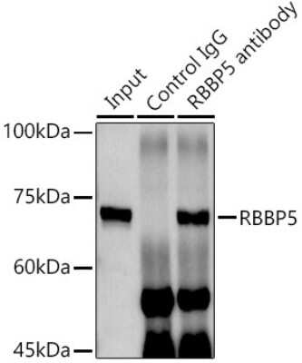Immunoprecipitation: RbBP5 Antibody - BSA Free [NBP2-95234]