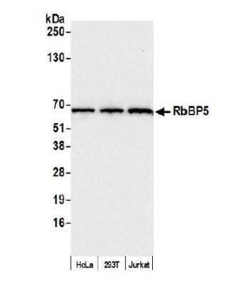 Western Blot: RbBP5 Antibody [NB600-252]