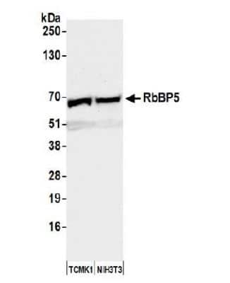 Western Blot: RbBP5 Antibody [NB600-252]