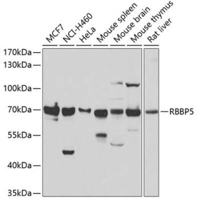 Western Blot: RbBP5 AntibodyBSA Free [NBP2-95234]