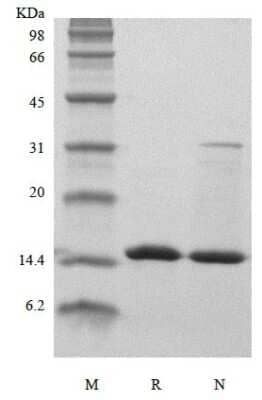 SDS-PAGE: Recombinant Human FABP3/H-FABP Protein [NBP3-07107]