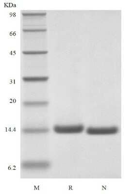 SDS-PAGE: Recombinant Human IL-2 [ Cys Ser125]Protein [NBP3-07100]