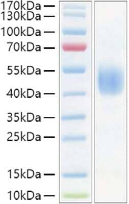 SDS-PAGE: Recombinant Mouse CD24 Fc Protein [NBP3-18205]