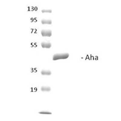 SDS-PAGE: Recombinant Yeast AHSA1 His Protein [NBP3-18327]