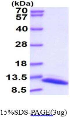 SDS-PAGE: Recombinant E. coli Thioredoxin-1 His Protein [NBP1-44476]