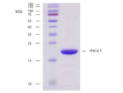 SDS-PAGE: Recombinant Feline Felis domesticus 1.0101 Strep (N-Term) Protein [NBP3-06718]