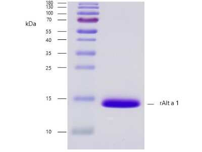 SDS-PAGE: Recombinant Fungi Alternaria alternata 1.0101 Strep (N-Term) Protein [NBP3-06716]