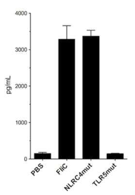 Functional: Recombinant Bacteria Flagellin TLR5 Mutant His Protein [NBP3-18159]