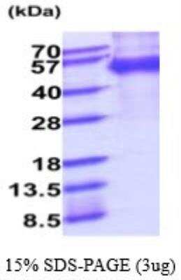 SDS-PAGE: Recombinant Mouse MFG-E8 His Protein [NBP2-59514]