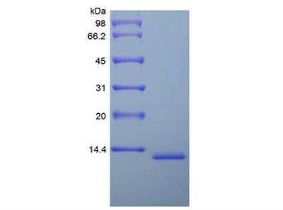 SDS-PAGE: Recombinant Mouse MIF Protein [NBP2-35190]