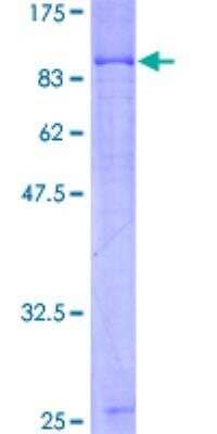 SDS-PAGE: Recombinant Human A-RAF GST (N-Term) Protein [H00000369-P02]