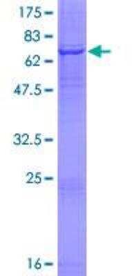 SDS-PAGE: Recombinant Human AADAC GST (N-Term) Protein [H00000013-P01]