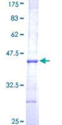 SDS-PAGE: Recombinant Human AADAC GST (N-Term) Protein [H00000013-Q01]