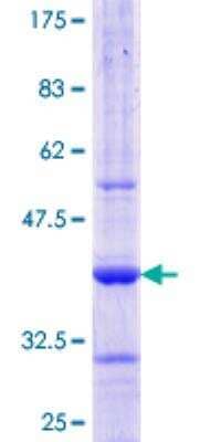 SDS-PAGE: Recombinant Human AAMP GST (N-Term) Protein [H00000014-Q01]