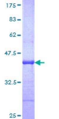 SDS-PAGE: Recombinant Human ABCA4 GST (N-Term) Protein [H00000024-Q01]