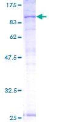 SDS-PAGE: Recombinant Human ABCB7 GST (N-Term) Protein [H00000022-P01]