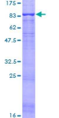 SDS-PAGE: Recombinant Human ACCN2 GST (N-Term) Protein [H00000041-P01]