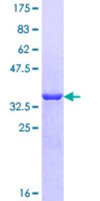 SDS-PAGE: Recombinant Human ACYP2 GST (N-Term) Protein [H00000098-P02]