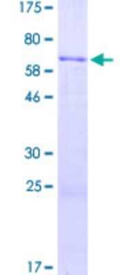 SDS-PAGE: Recombinant Human ADAMTSL4 GST (N-Term) Protein [H00054507-P02]