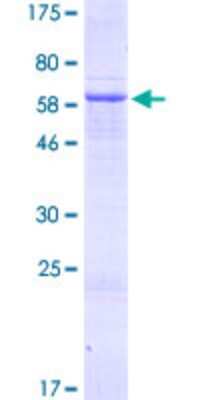 SDS-PAGE: Recombinant Human ADAT3 GST (N-Term) Protein [H00113179-P01]