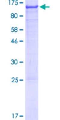 SDS-PAGE: Recombinant Human AGAP2 GST (N-Term) Protein [H00116986-P01]