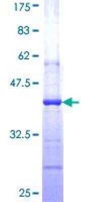 SDS-PAGE: Recombinant Human AGO1/EIF2C1 GST (N-Term) Protein [H00026523-Q01]