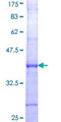 SDS-PAGE: Recombinant Human AGTR-1 GST (N-Term) Protein [H00000185-Q01]