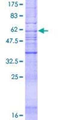 SDS-PAGE: Recombinant Human AGTR-2 GST (N-Term) Protein [H00000186-P01]