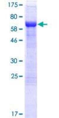 SDS-PAGE: Recombinant Human AHDC1 GST (N-Term) Protein [H00027245-P01]