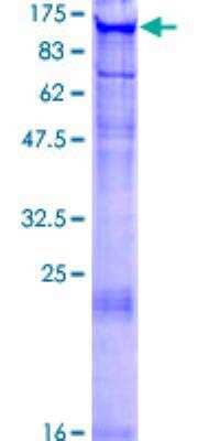 SDS-PAGE: Recombinant Human AHR GST (N-Term) Protein [H00000196-P01]