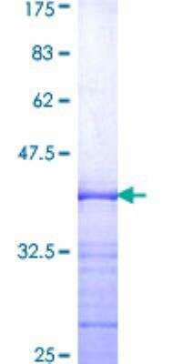 SDS-PAGE: Recombinant Human AHR GST (N-Term) Protein [H00000196-Q01]