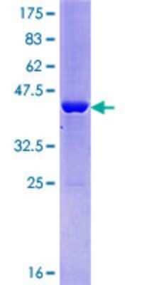 SDS-PAGE: Recombinant Human ALG13 GST (N-Term) Protein [H00079868-P01]