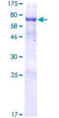 SDS-PAGE: Recombinant Human ALKBH5 GST (N-Term) Protein [H00054890-P01]