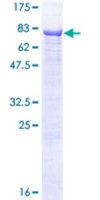 SDS-PAGE: Recombinant Human ALPPL2 GST (N-Term) Protein [H00000251-P01]