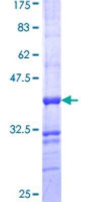 SDS-PAGE: Recombinant Human ALPPL2 GST (N-Term) Protein [H00000251-Q01]