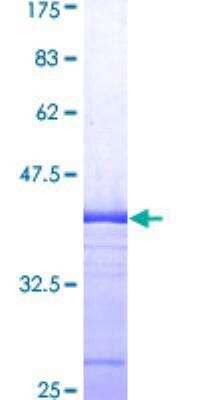 SDS-PAGE: Recombinant Human AMFR/gp78 GST (N-Term) Protein [H00000267-Q01]