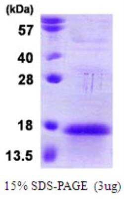 SDS-PAGE: Recombinant Human ANAPC13 T7 Protein [NBP1-99108]