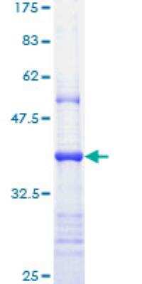 SDS-PAGE: Recombinant Human APAF-1 GST (N-Term) Protein [H00000317-Q01]