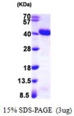 SDS-PAGE: Recombinant Human APE T7 Protein [NBP1-72280]