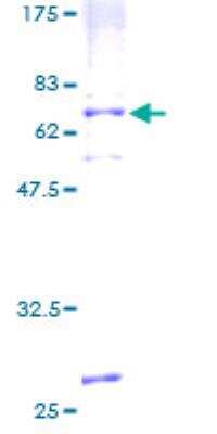 SDS-PAGE: Recombinant Human APJ/Apelin receptor GST (N-Term) Protein [H00000187-P01]